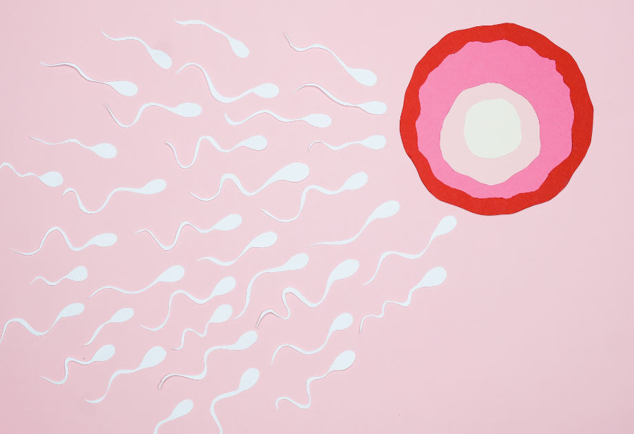 Illustration of sperm cells swimming toward an egg on a pink background, representing human fertilization and reproduction.